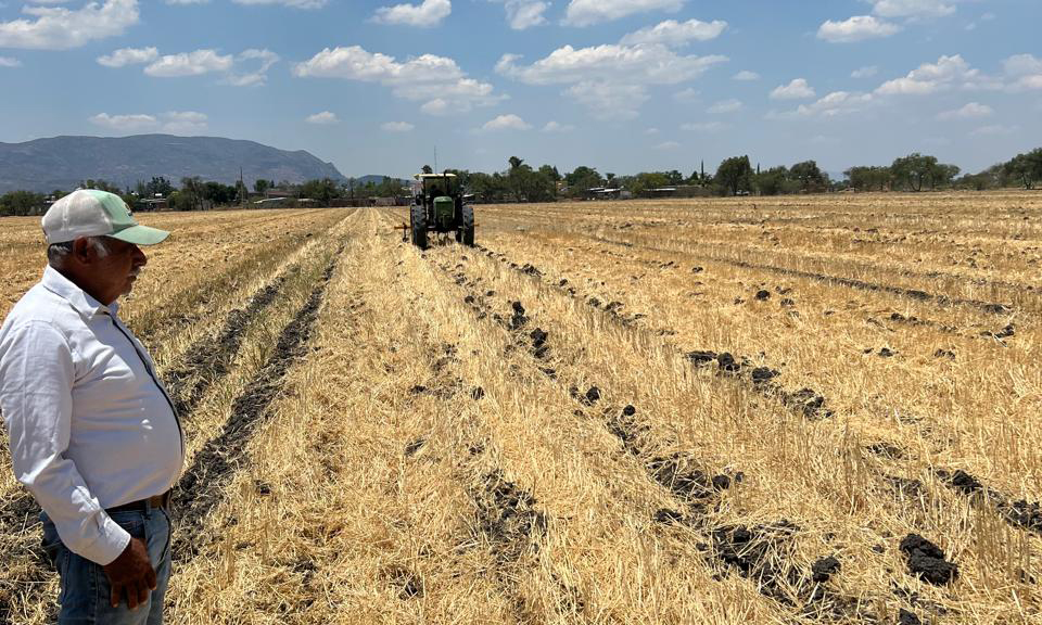 Farmer stands in field